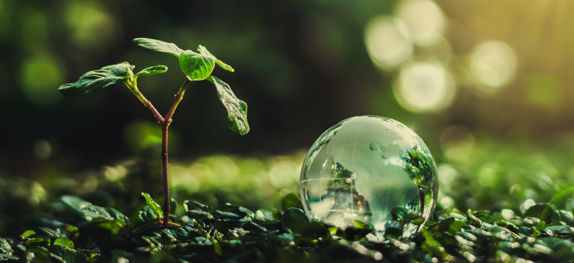 Glasglobus im grünen mit einem heranwachsenden Baum