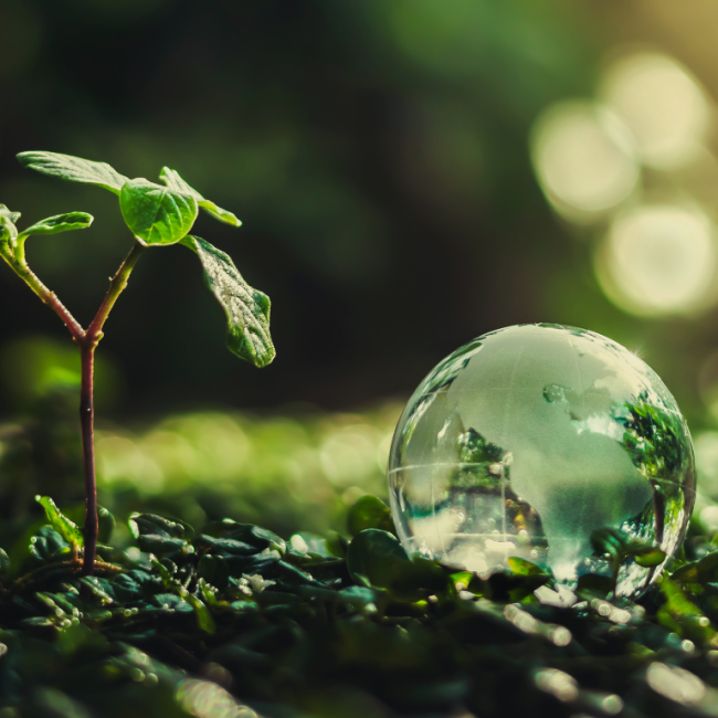 Glasglobus im grünen mit einem heranwachsenden Baum